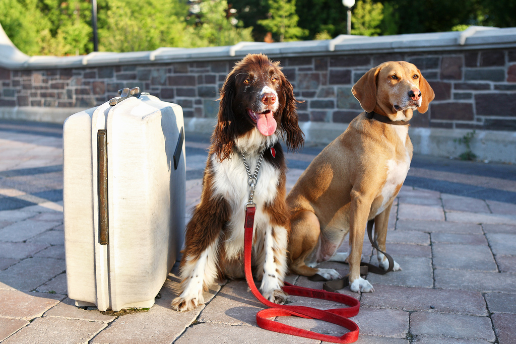 5 Expert Travel Tips for Dog Owners What to Consider Before You Go