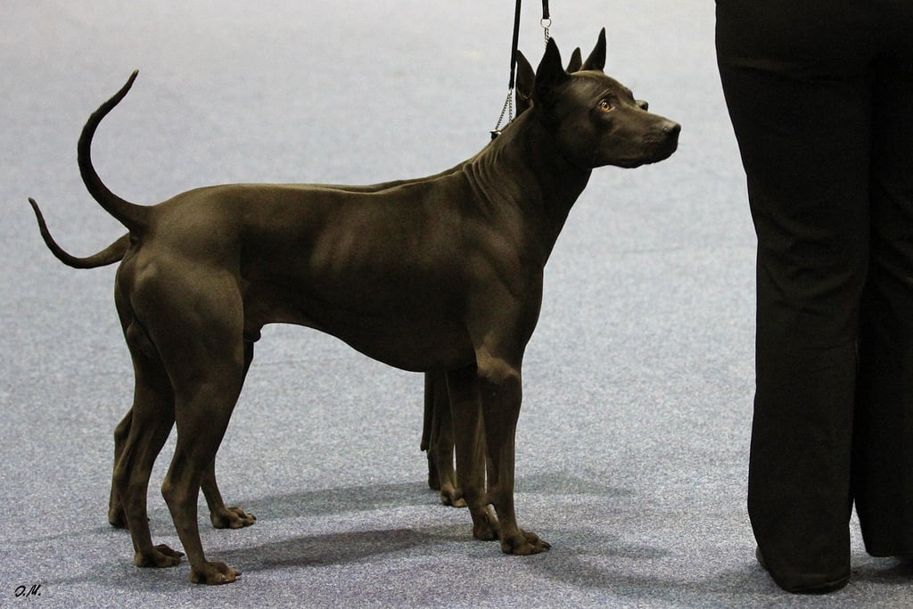 Rare Dog Breeds You Need to Meet 15 of the Rarest Dog Breeds Ever