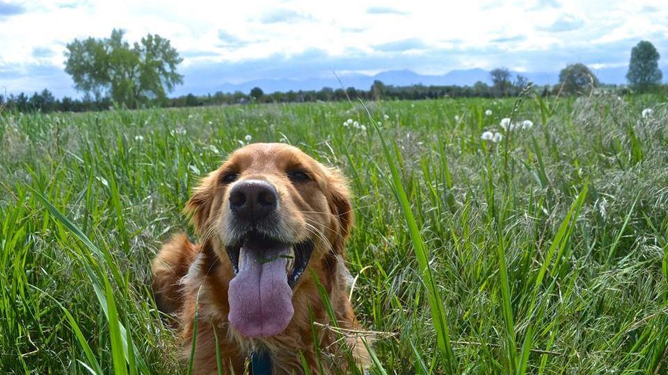 How to Trim Your Dog's Nails (and Avoid a Horror Show) Rover Blog