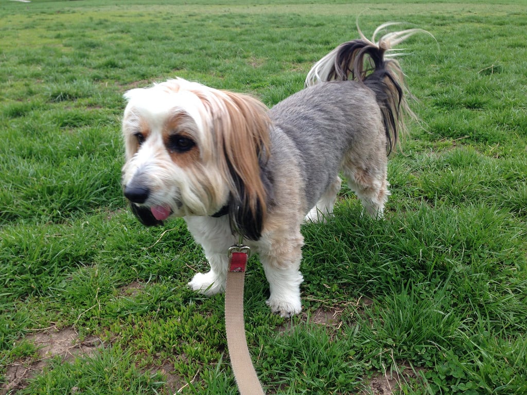 15 of the Frenchiest French Dog Breeds for Bastille Day