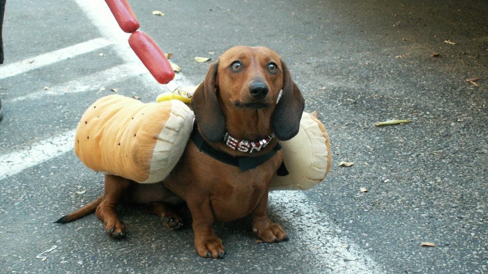 10 Sausage Dogs Dressed as Wieners for Hot Dog Day The