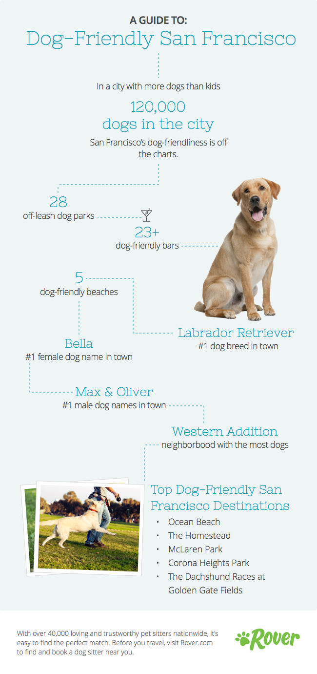 The Ultimate Guide for San Francisco Dogs The Dog People by