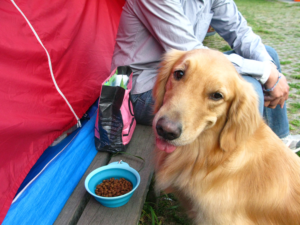 7 Tips for Camping with Your Dog