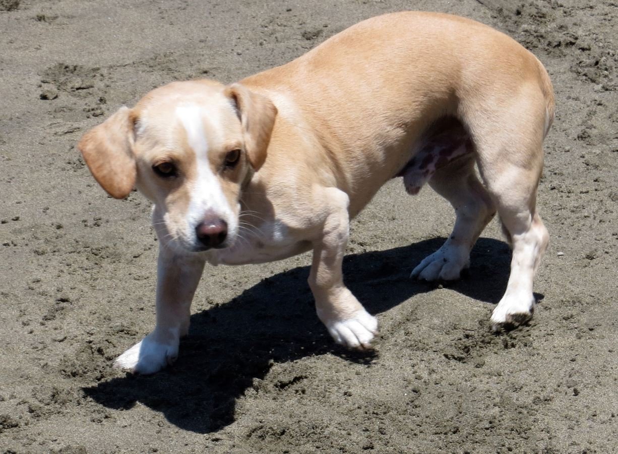 6 Training Mistakes Most Dog Owners Make (and How to Avoid