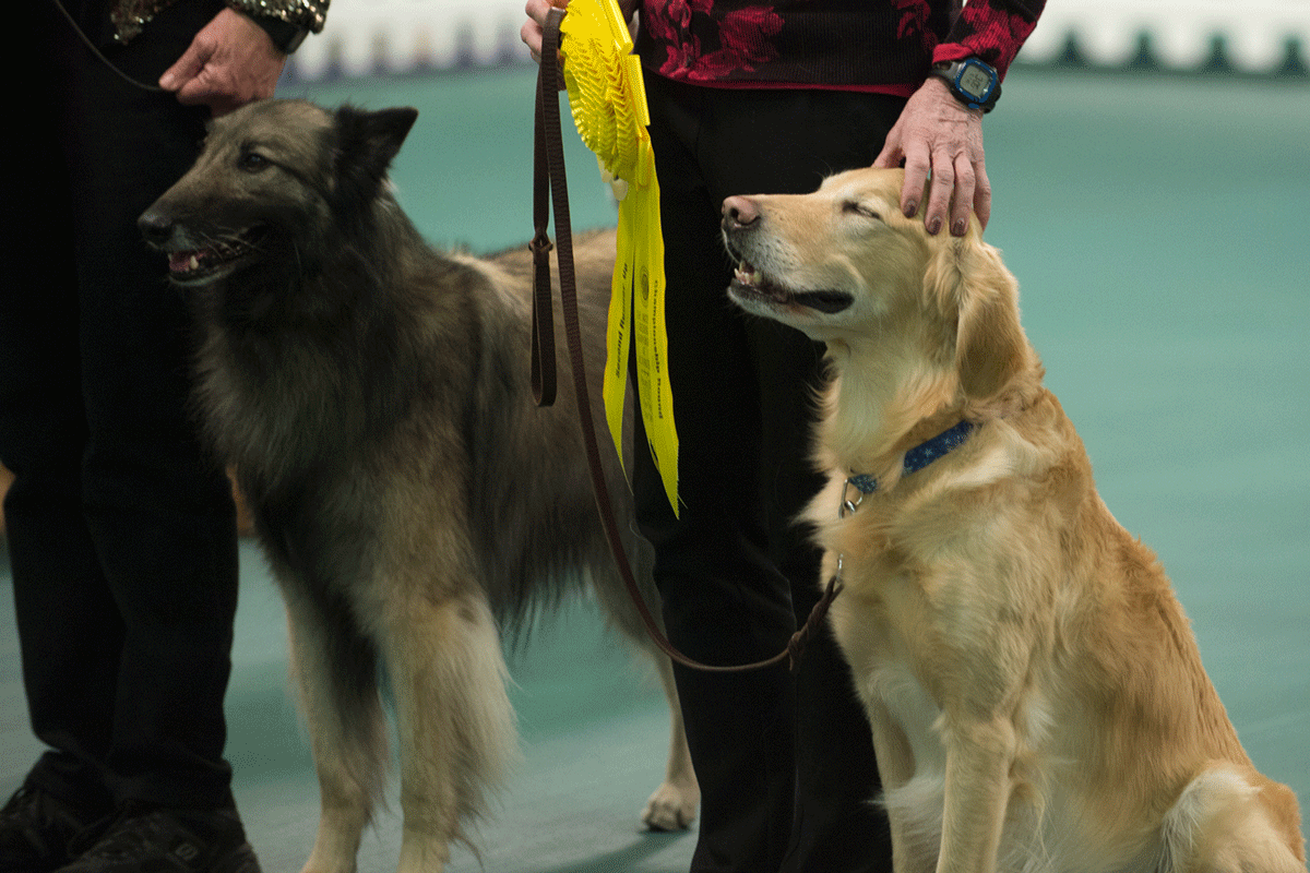 Exclusive! The Dogs of Westminster Like You've Never Seen