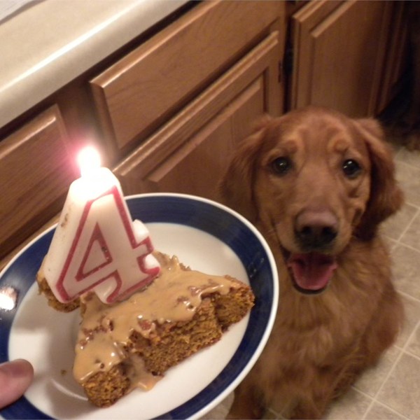 Dog Birthday Cake Recipes 5 Dog Birthday Cakes Your Dog Will Love