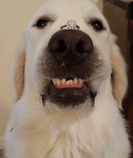 If Your Dog is in Your Wedding, This is the One Thing You