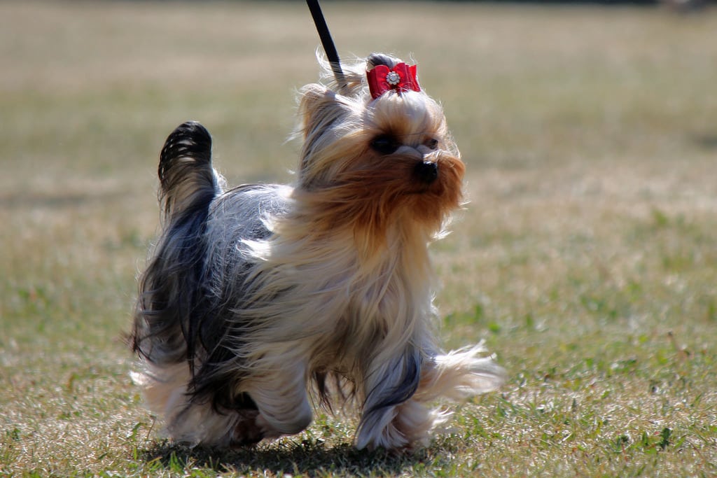 9 Most Talkative Dog Breeds The Dog People by