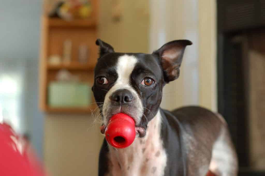 Kong Stuffing The Ultimate Kong Stuffing Guide to Recipes and More
