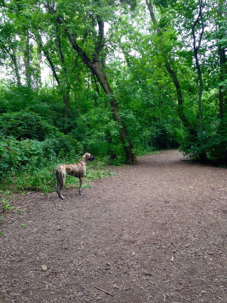 9 Top Dog Parks in Milwaukee