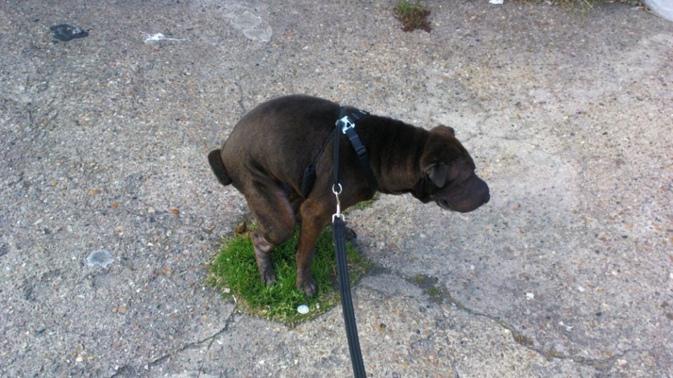 Why Does my Dog Take So Long to Decide Where to Poop? The Dog People