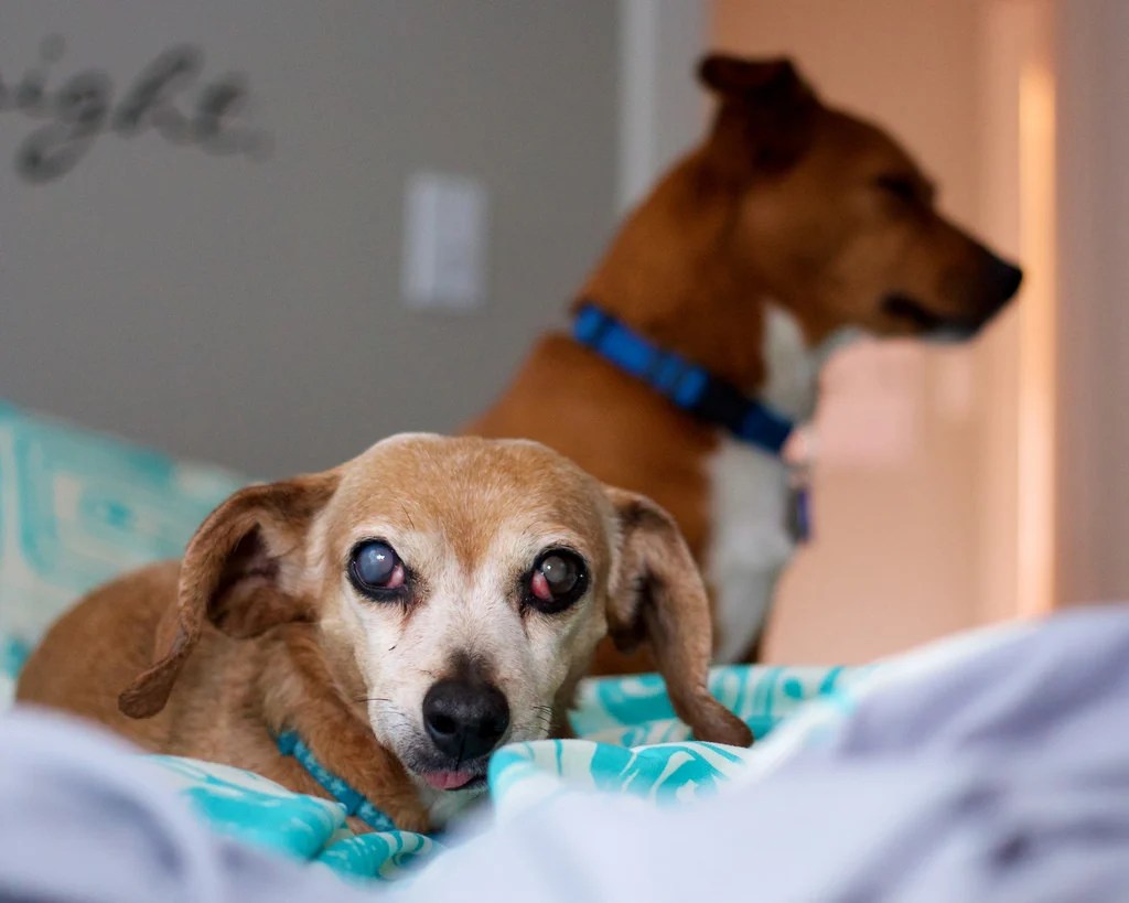 Diabetic Recipes For Dogs / Formulated with a tailored blend of protein