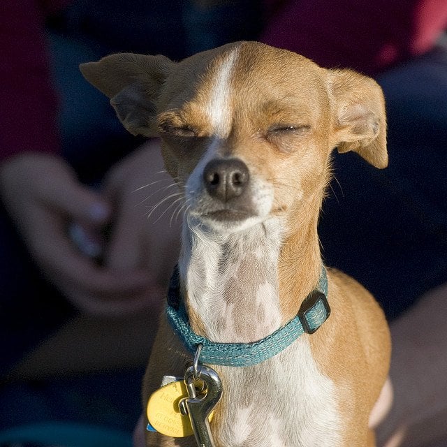 Why Does My Dog's Ear Have A Pocket? | The Dog People By Rover.com