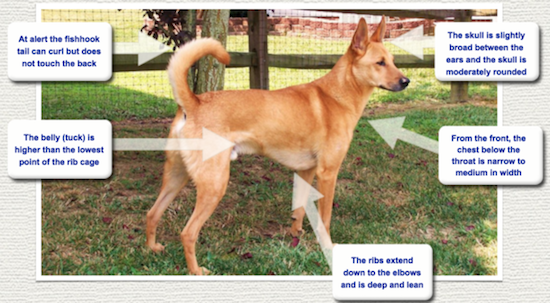 All About the Carolina Dog Fall in Love with America's Only Wild Dog