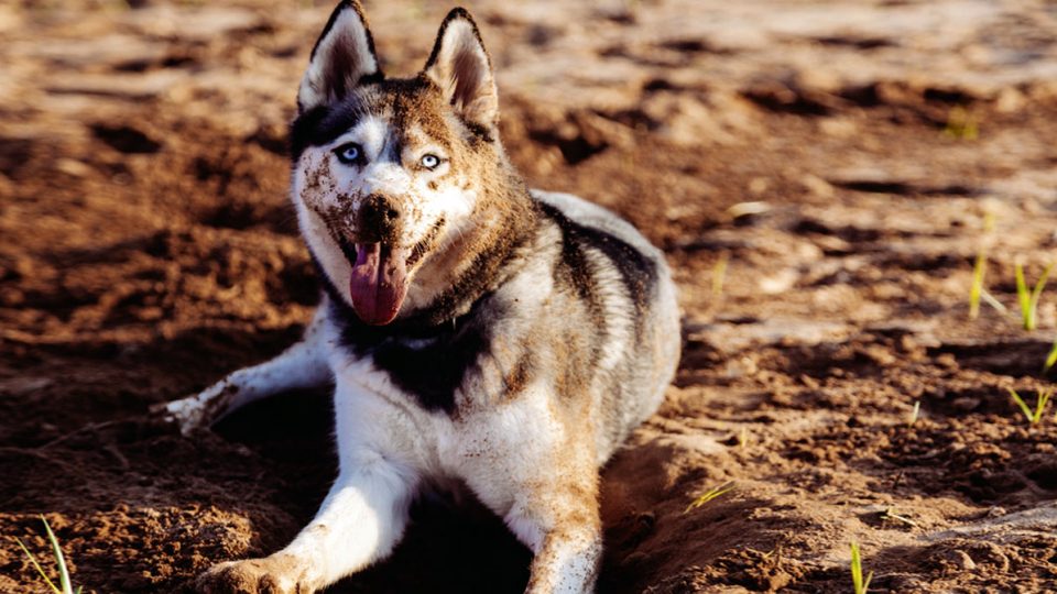 Our Best Grooming Tips for Your Siberian Husky The Dog People by