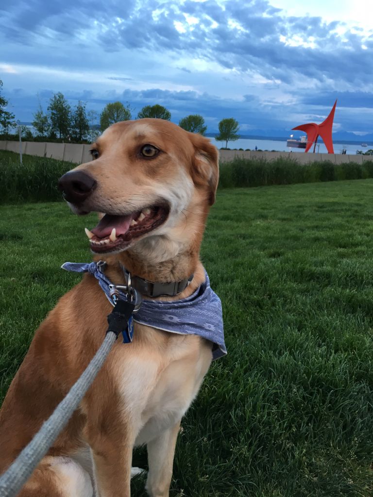 How to Be a 5Star Dog Walker The Dog People by