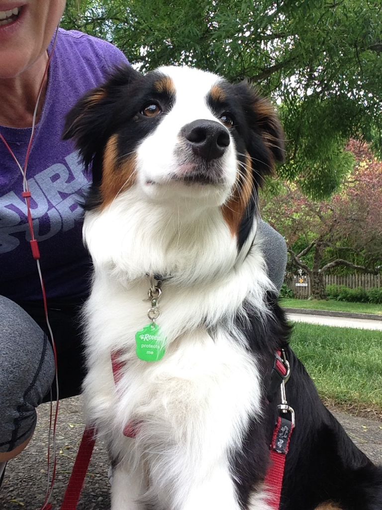 How to Be a 5Star Dog Walker The Dog People by