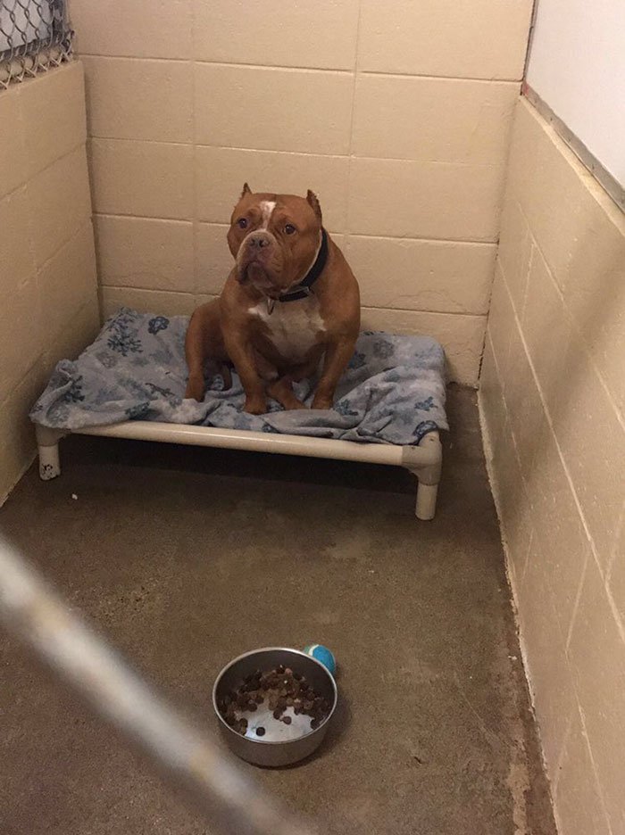 Pit Bull's Adoption Transformation Pics Inspire Thousands of Photo