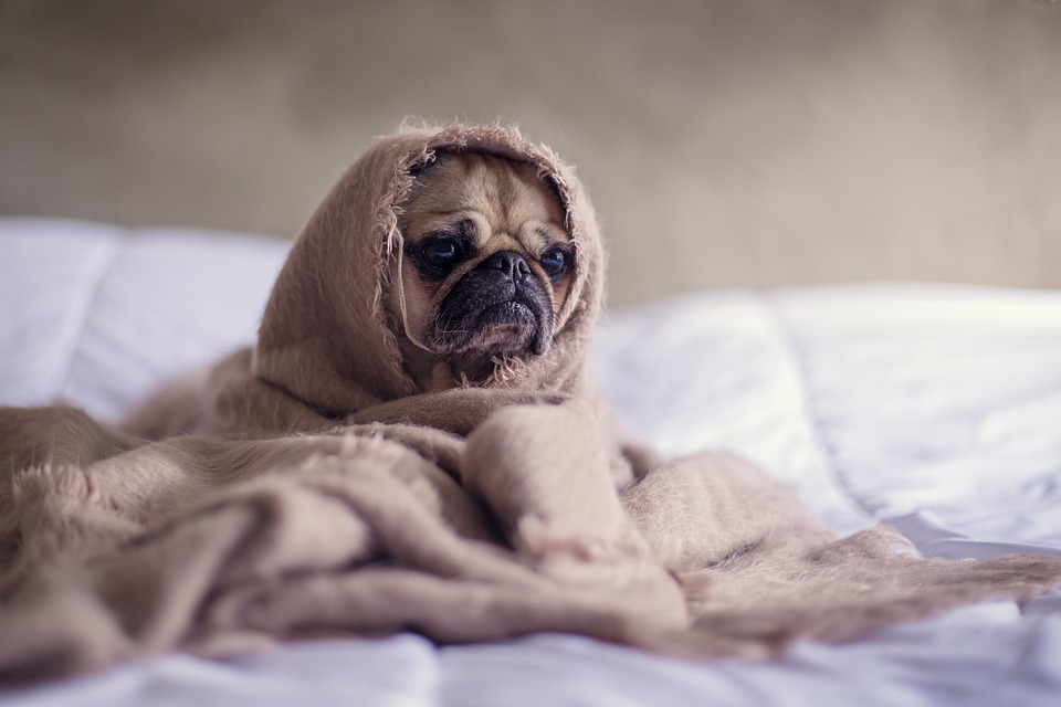 Can Dogs Get Colds? | How To Tell If Your Dog Has A Cold | Rover.com