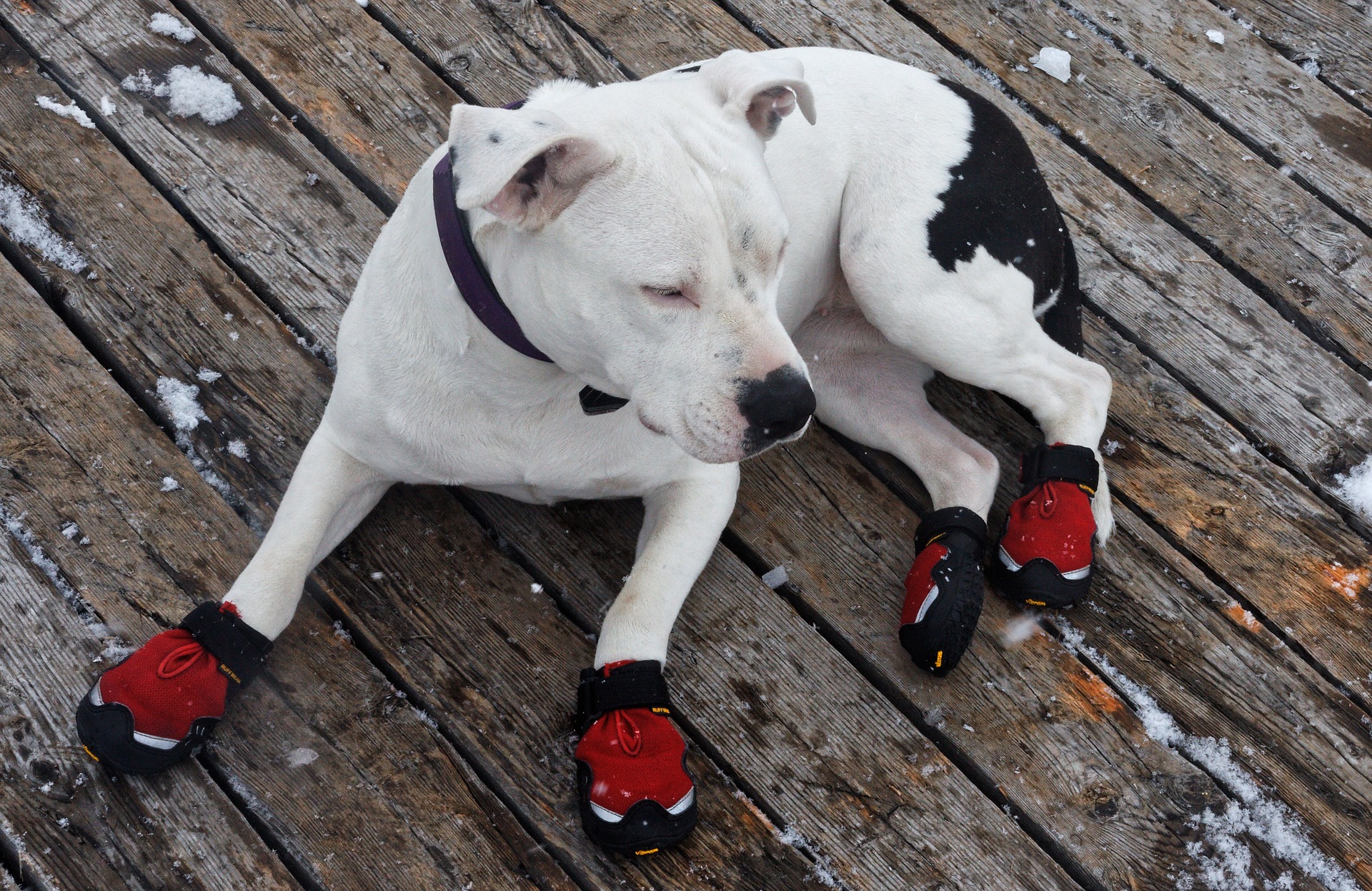 The Best Dog Snow Boots for Protecting Dog Paws in 2019