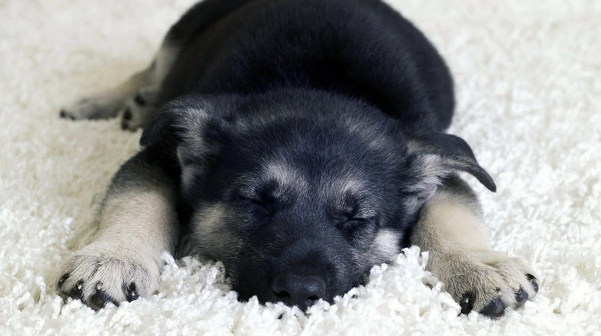 How Long Do Puppys Sleep At Night