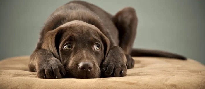 Are Dogs Afraid Of The Dark? | The Dog People By Rover.com