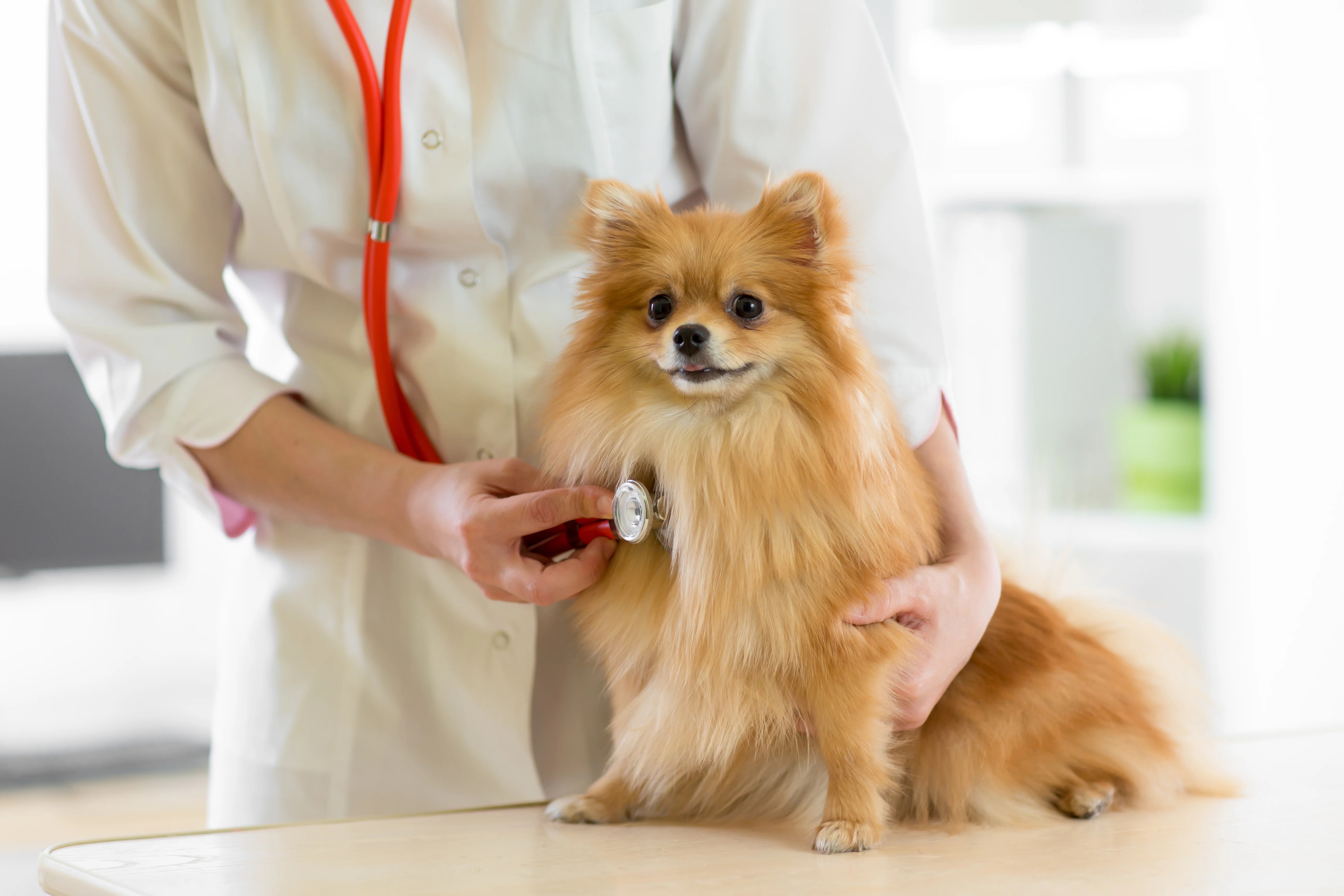 Stages Of Heart Failure In Dogs