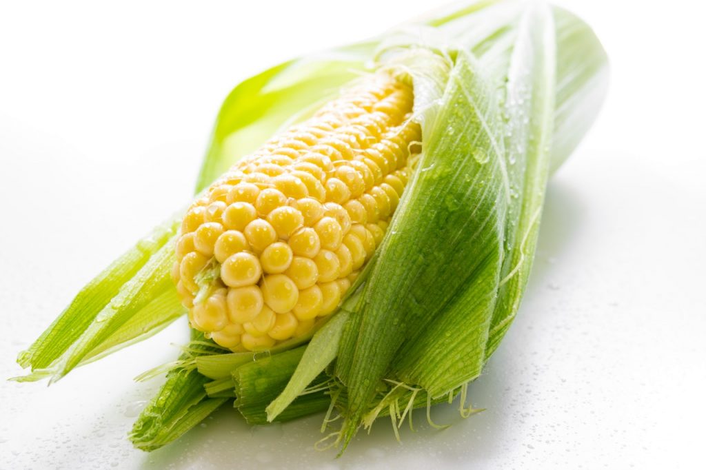 Can My Dog Eat Corn Husks? The Dog People by