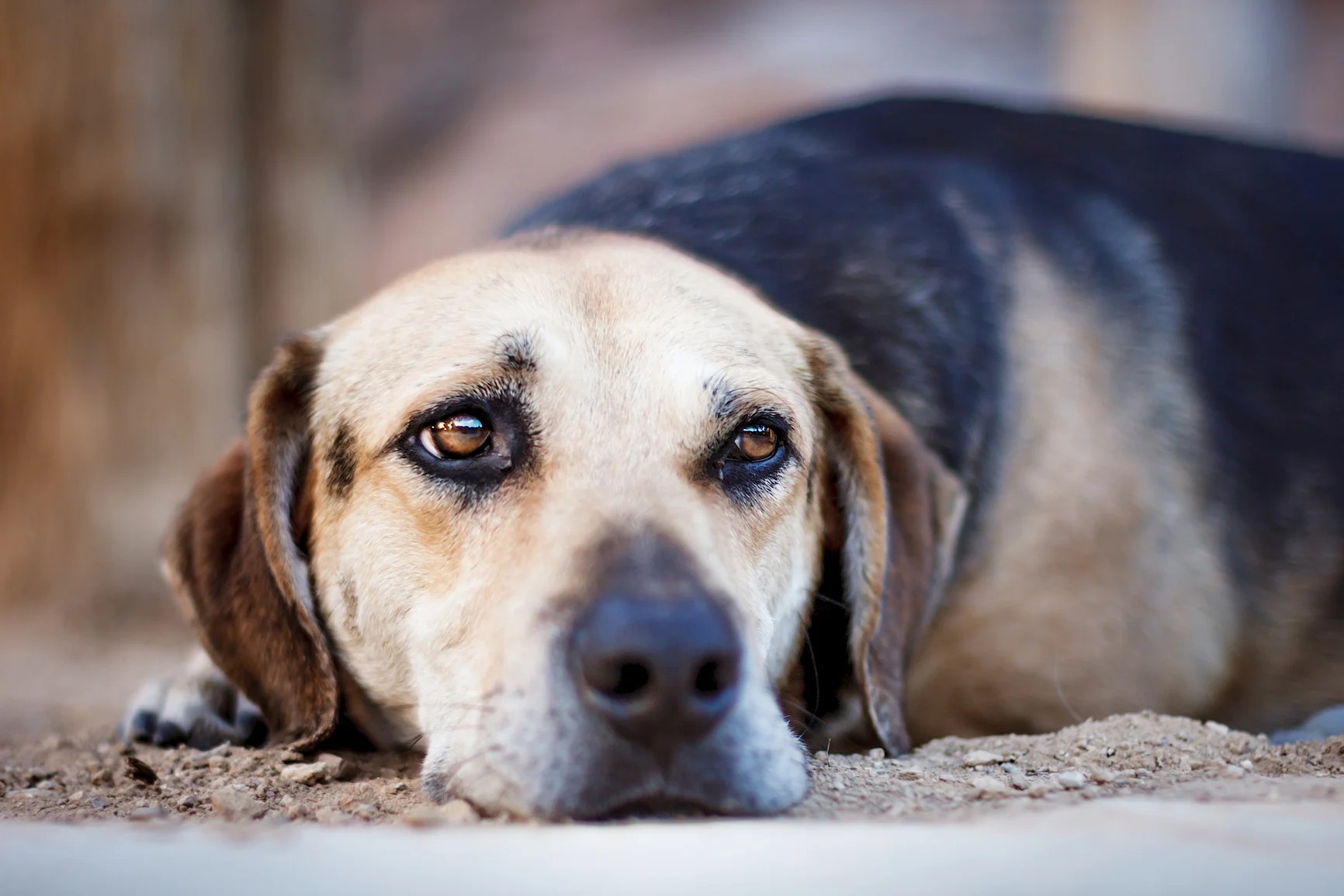 Why Does My Dog Dig On My Sofa at Melanie Davis blog