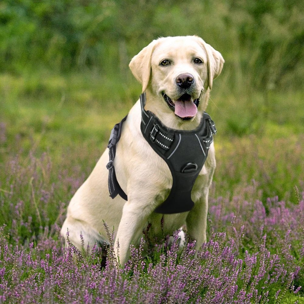 Best Harnesses for Labs Top 5 Picks for Labrador Retriever Harnesses