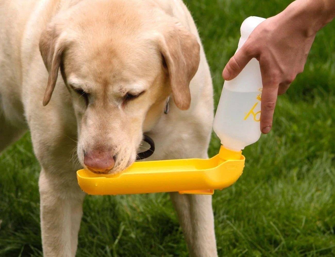 Dog Water Bottle Collapsable Travel Dog Bowls