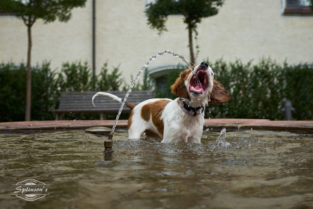Dogs and Chlorine in the Pool Safety Tips You Need to