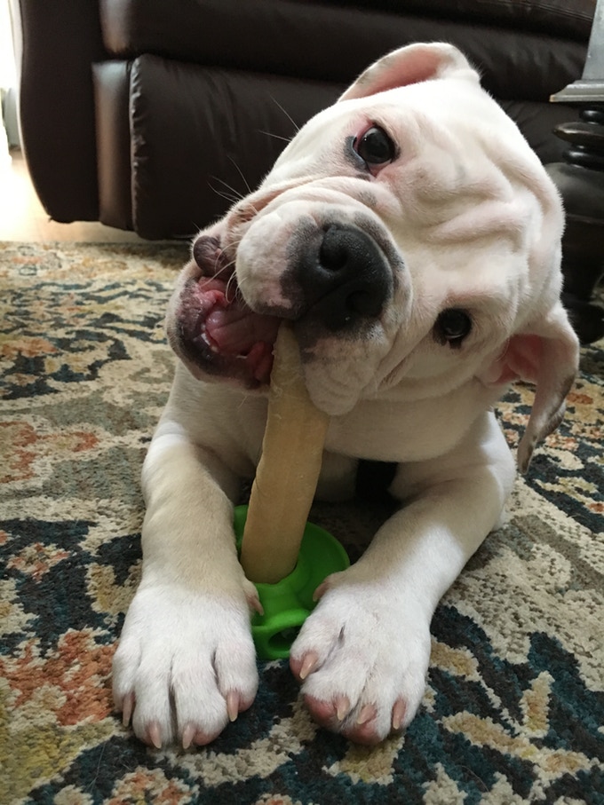 6 Bully Stick Holders Reviewed A Safer Way to Give Your Dog Bully Sticks