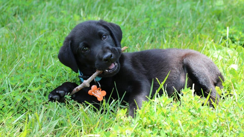 Labrador Retriever Puppies What You Need to Know About Lab Puppies