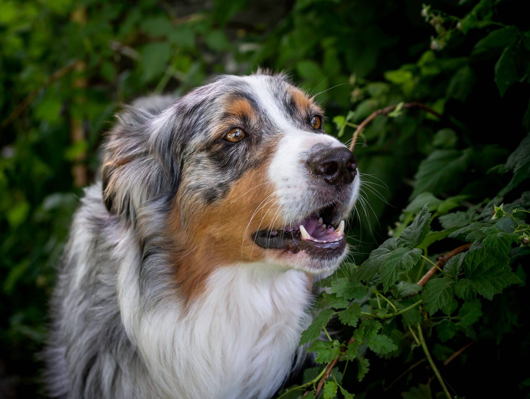 Australian Shepherd Names The 117 Most Popular of 2020