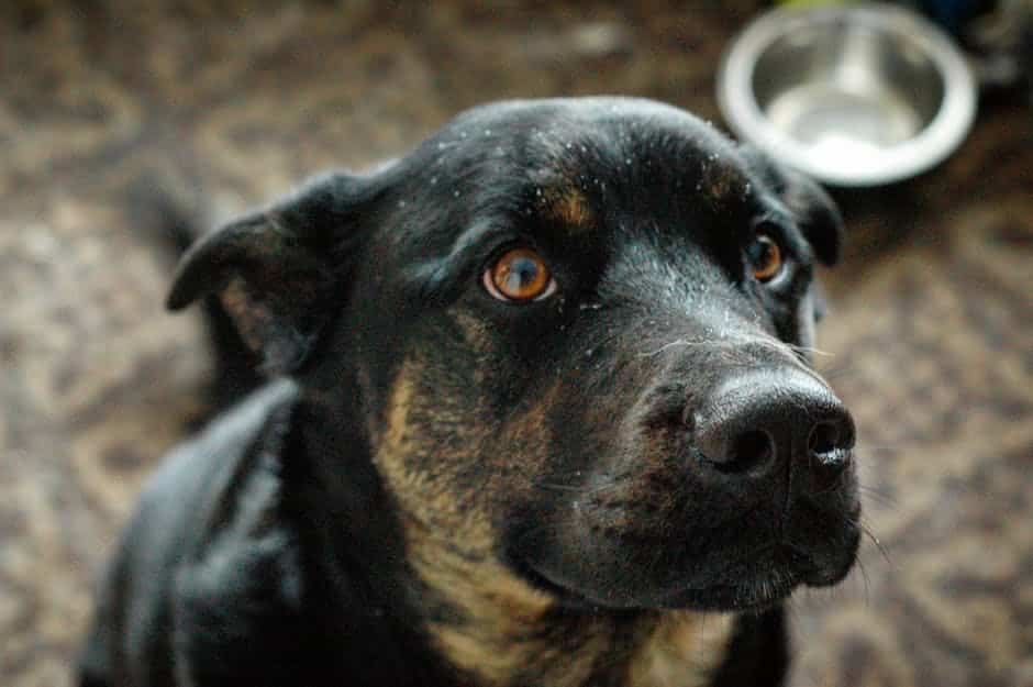 How To Keep Dog From Barking All Night