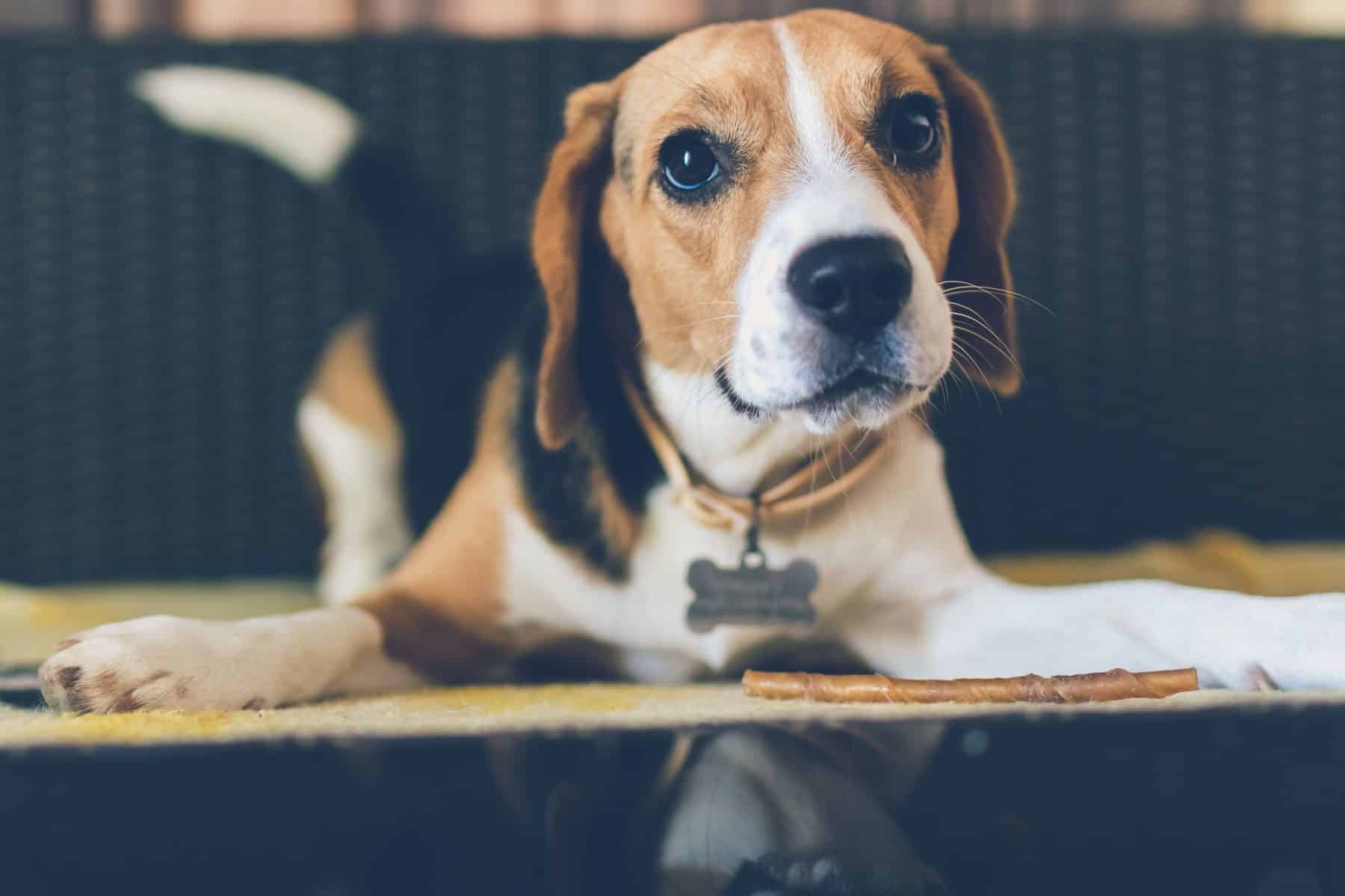 What Should I Put On My Dog's Tag? The Dog People by