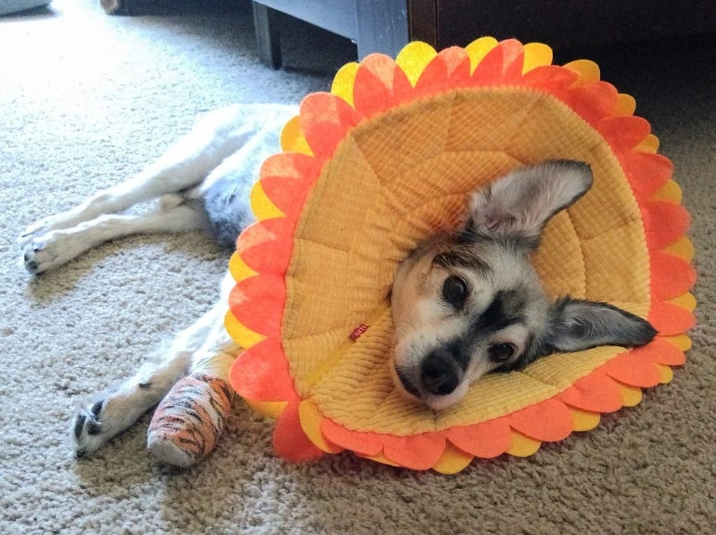 Homemade Cone Of Shame