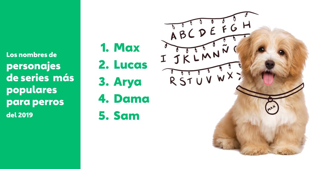 Los nombres de perros más populares del 2019 The Dog People by