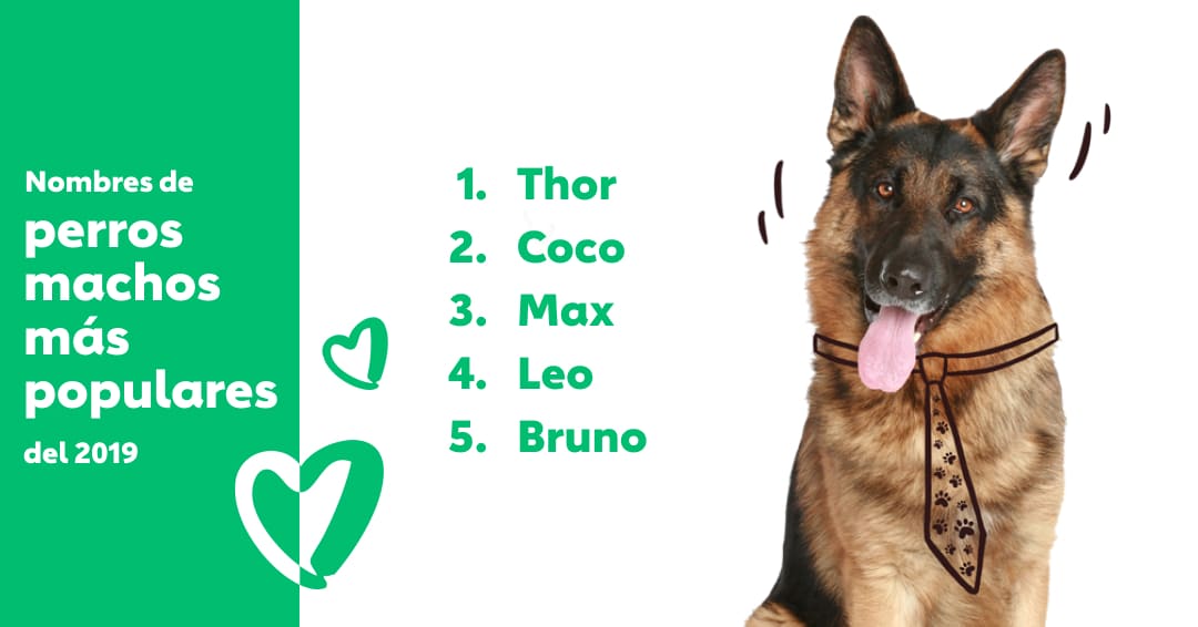 Los nombres de perros más populares del 2019 The Dog People by