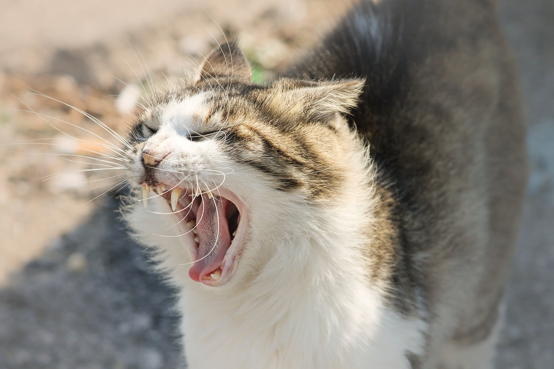 Why Is My Cat Hissing At Me? 4 Reasons For The Attitude