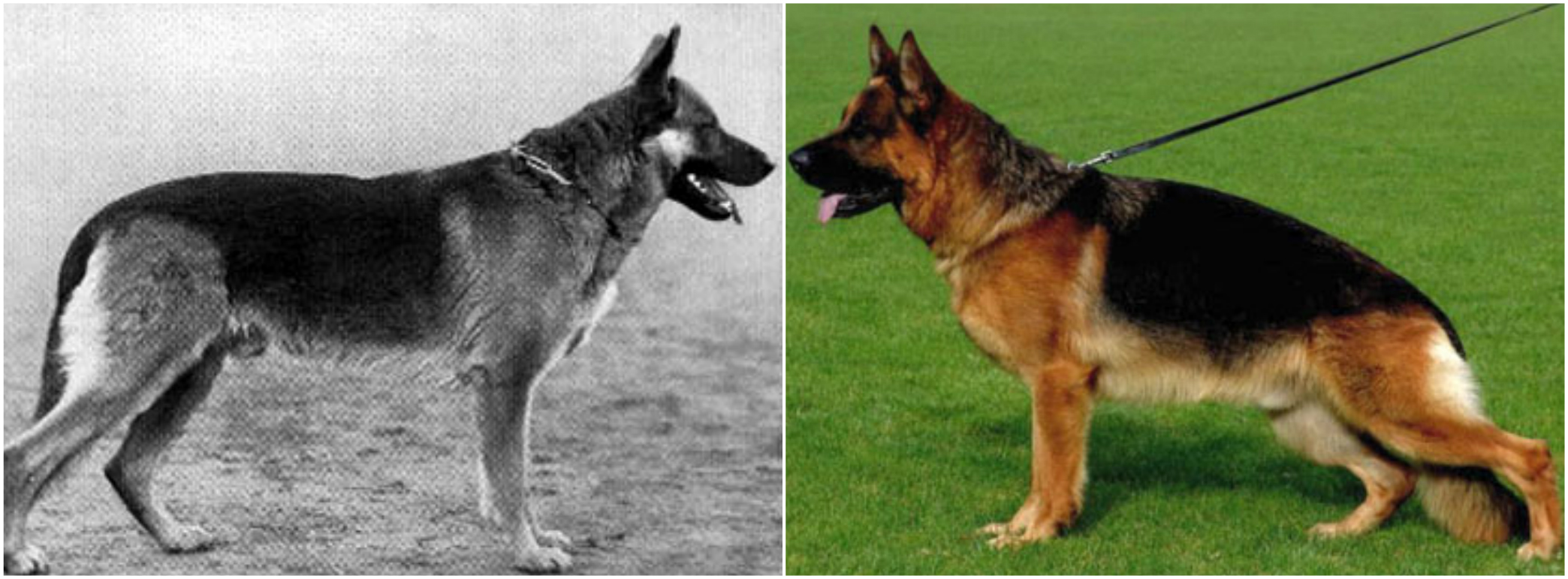 La preocupante evolución de las razas de perros por cría