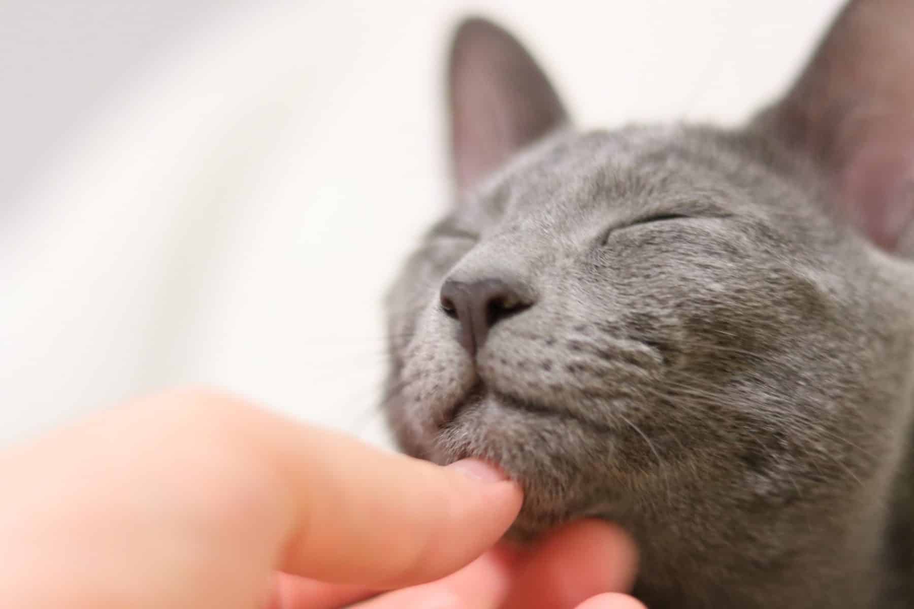 Submitted 11 months ago by vlstetson. Russian Blue Kittens: Your Complete Guide | The Dog People ...