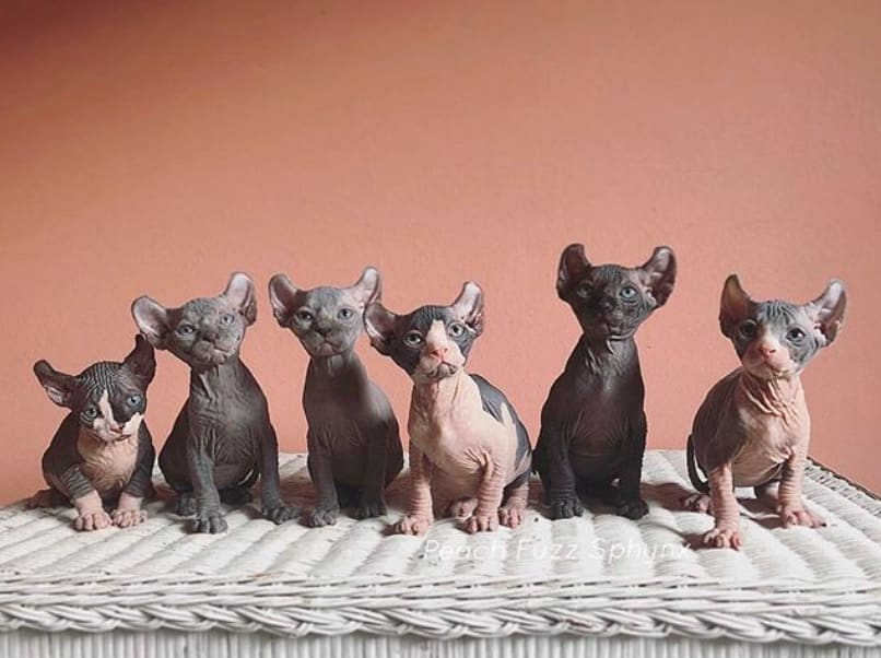 300+ Egyptian Cat Names The Dog People by