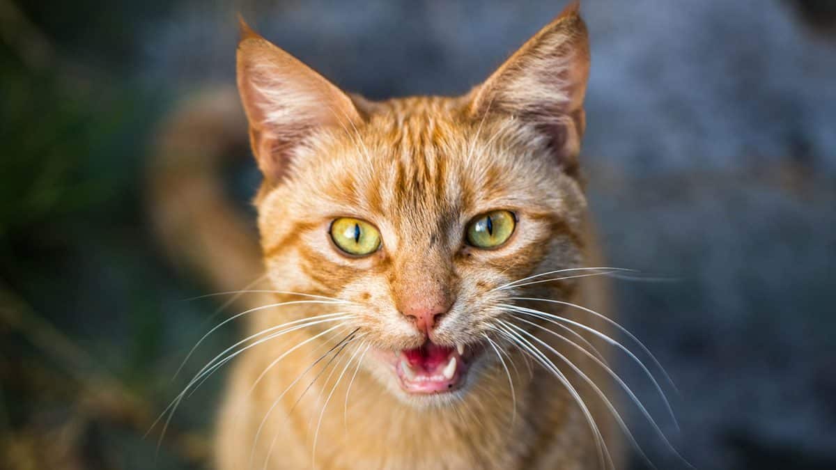 Why Do Cats Meow? The Dog People by