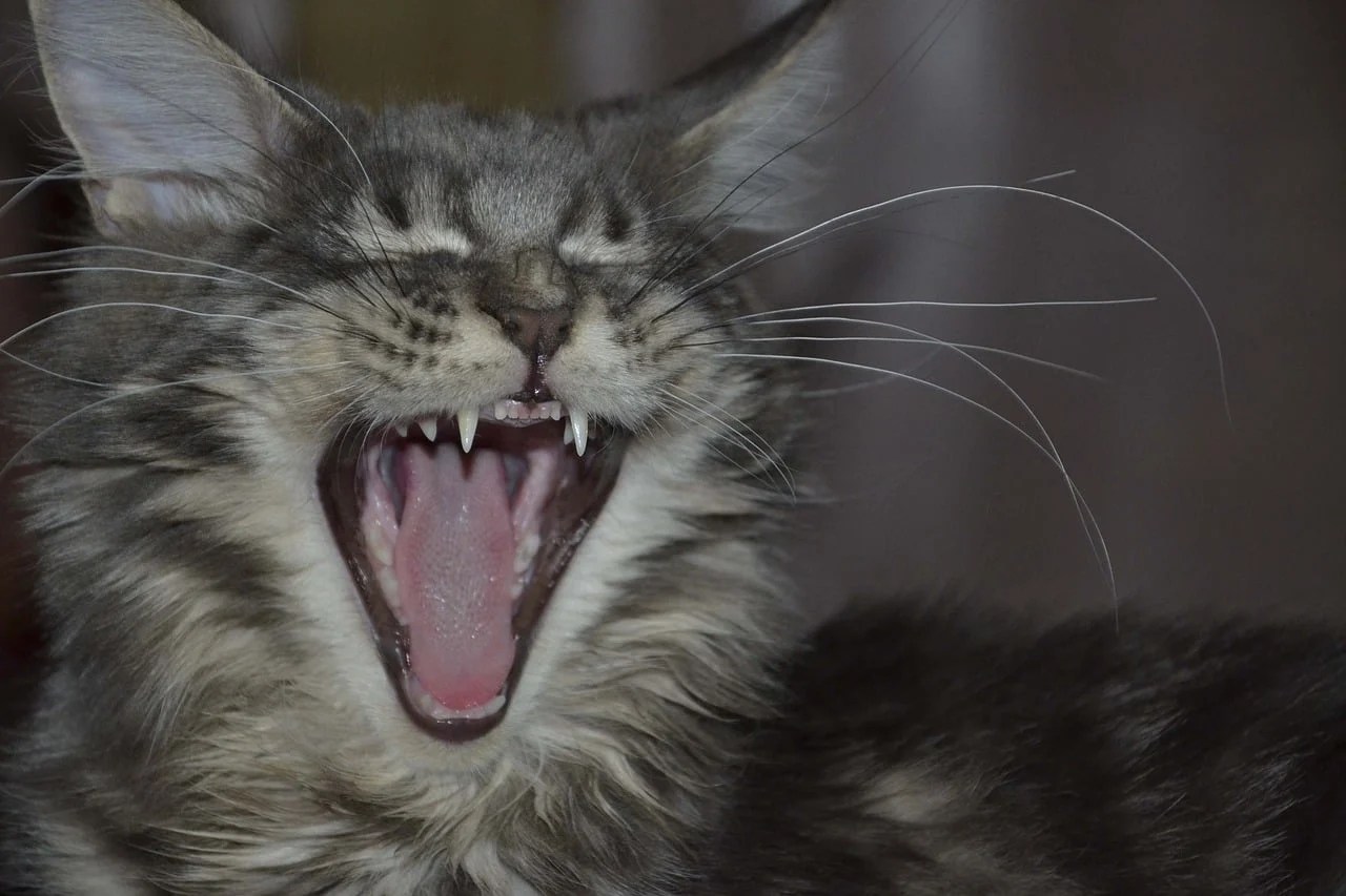 11 Surprising Facts About Maine Coon Cats The Dog People by