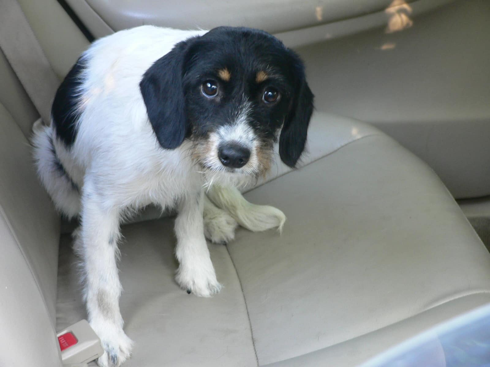 5 Reasons Your Dog May Be Shaking And What To Do About It | The Dog People By Rover.com