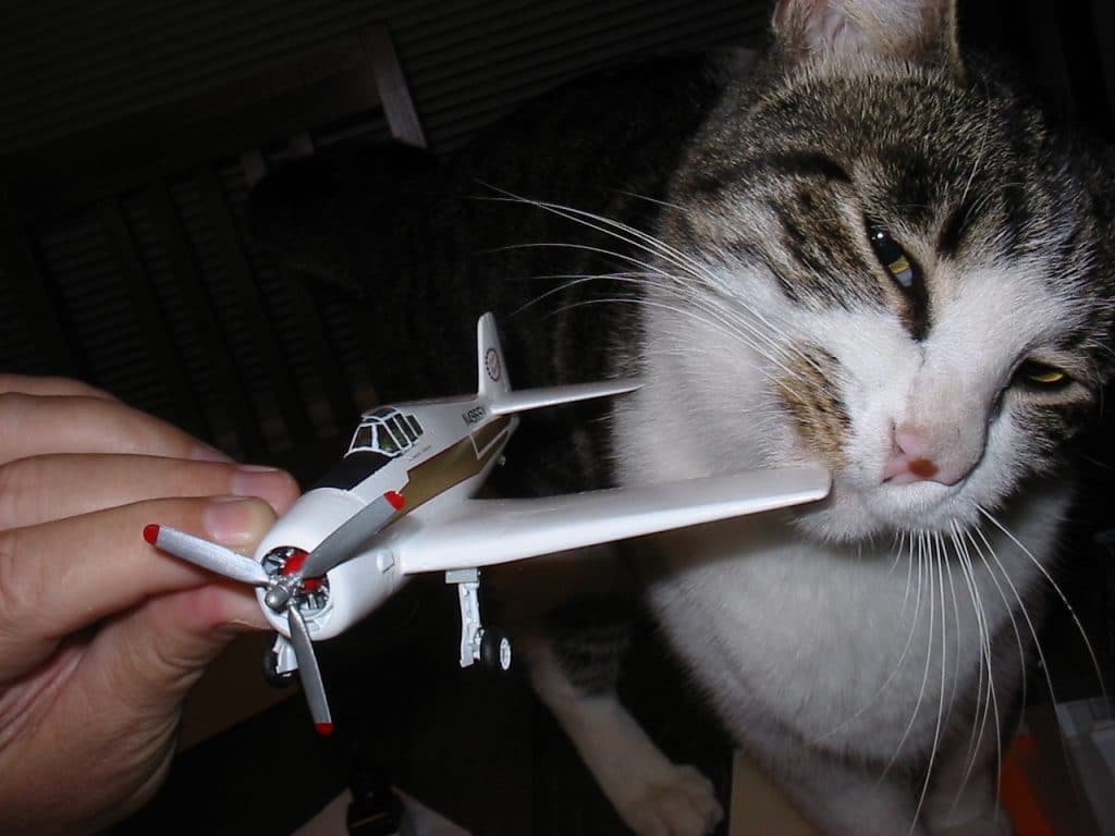 What Do You Need To Bring A Cat On A Plane at Catherine Richeson blog