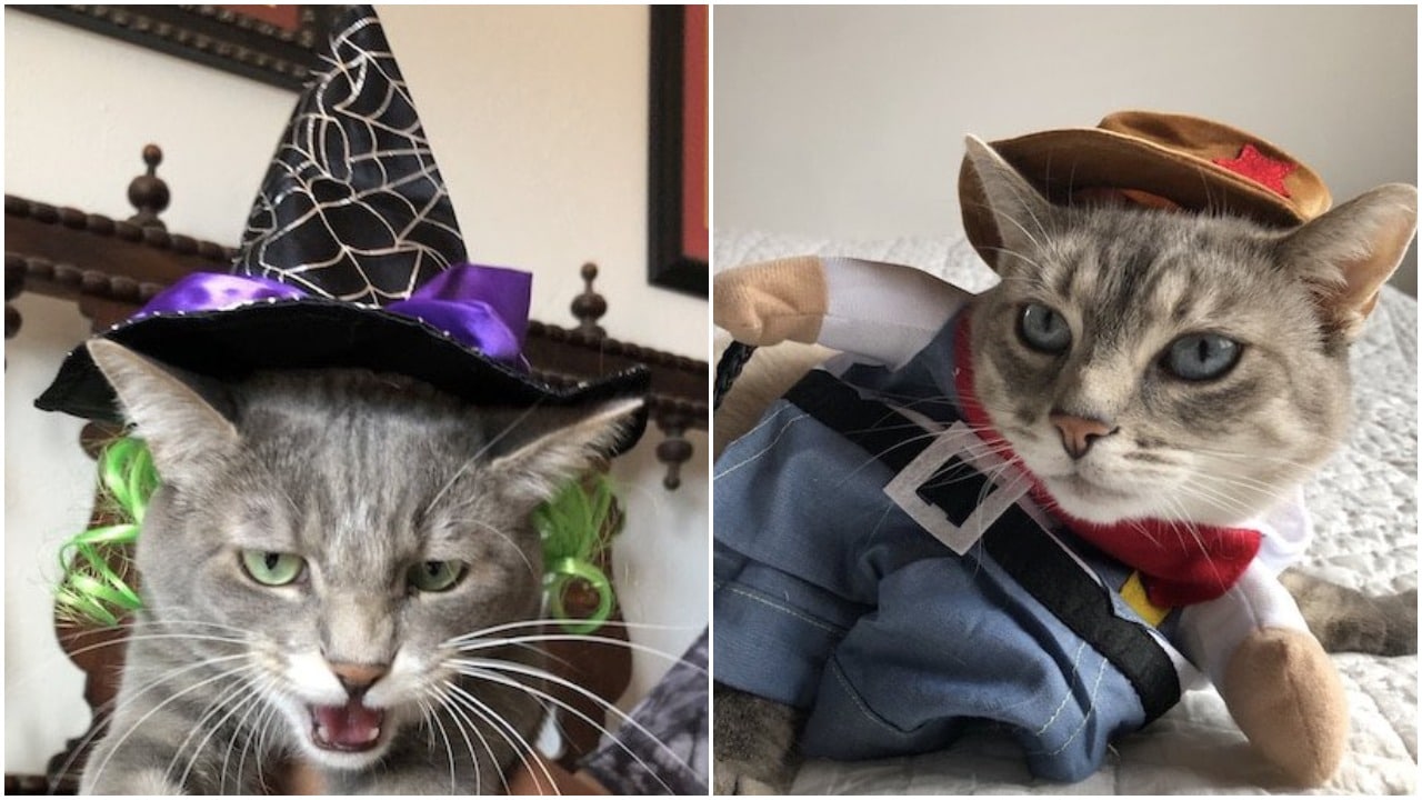Cat Costume 17 Halloween Costume Reviews by Real Cats