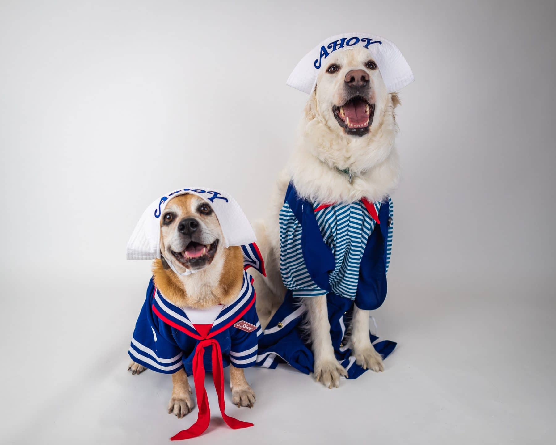 2019’s Most OnTrend Dog Halloween Costumes The Dog